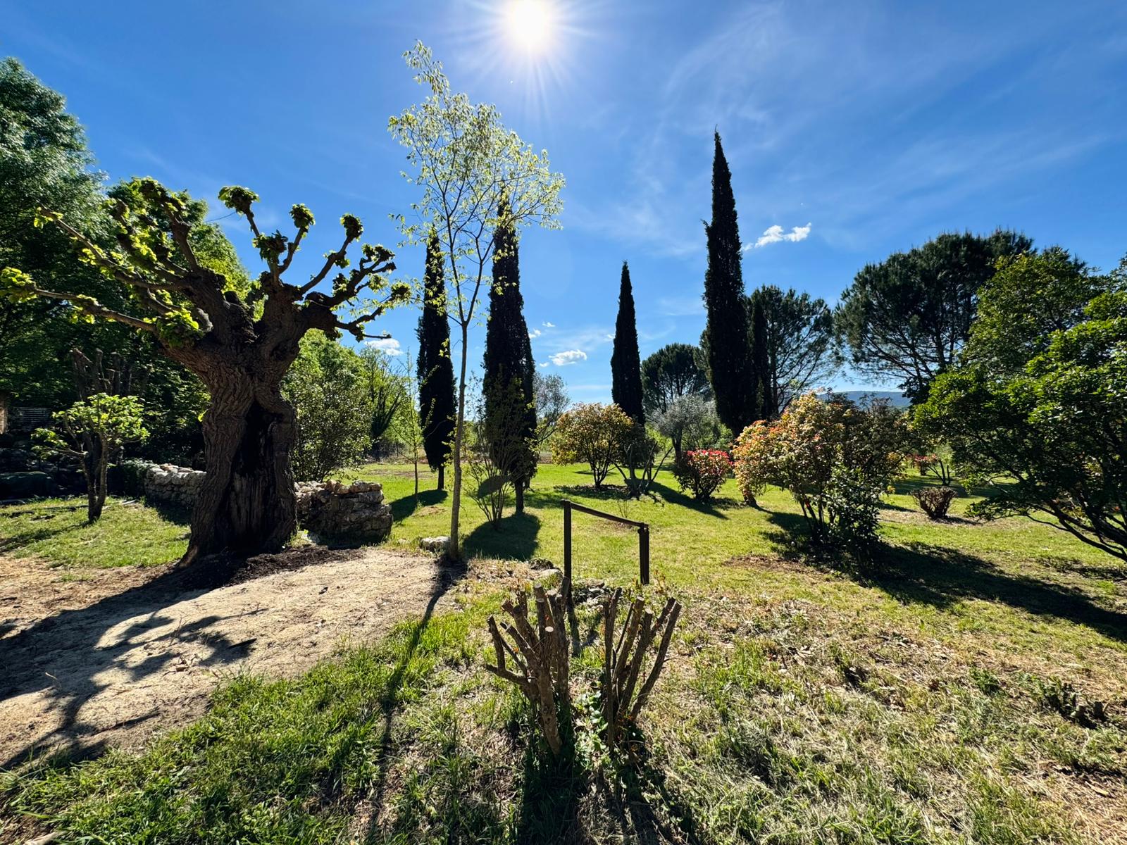 Jardin avec cyprès